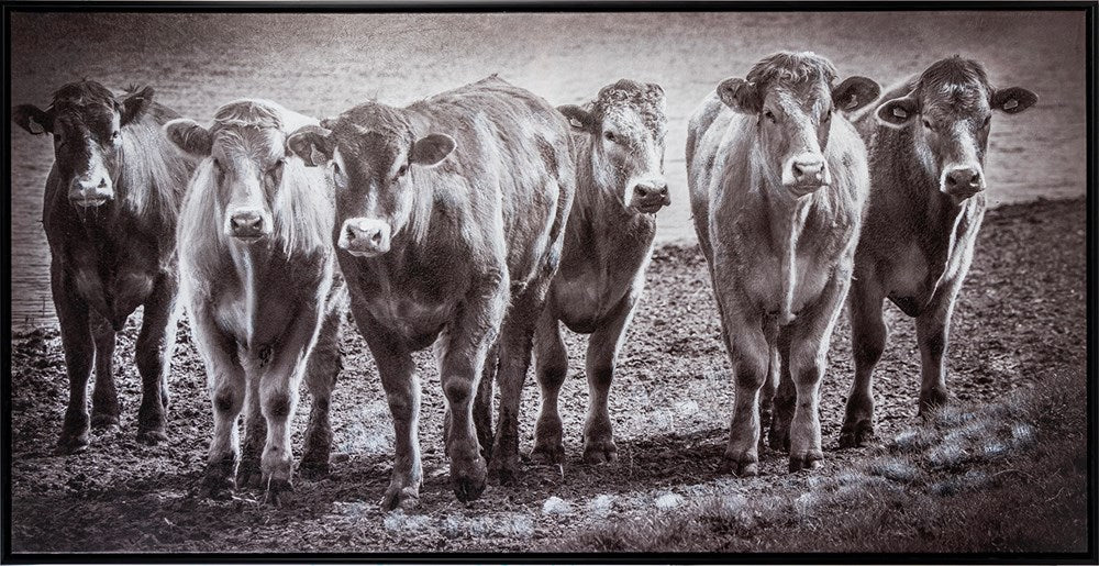 Cows six pack Canvas