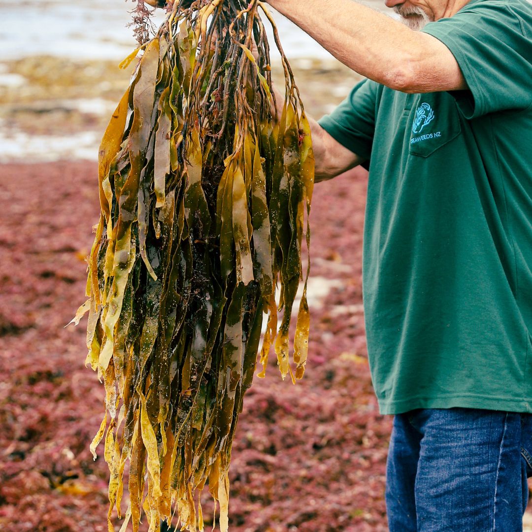 Lessonia Whole Dried 5 Kilos