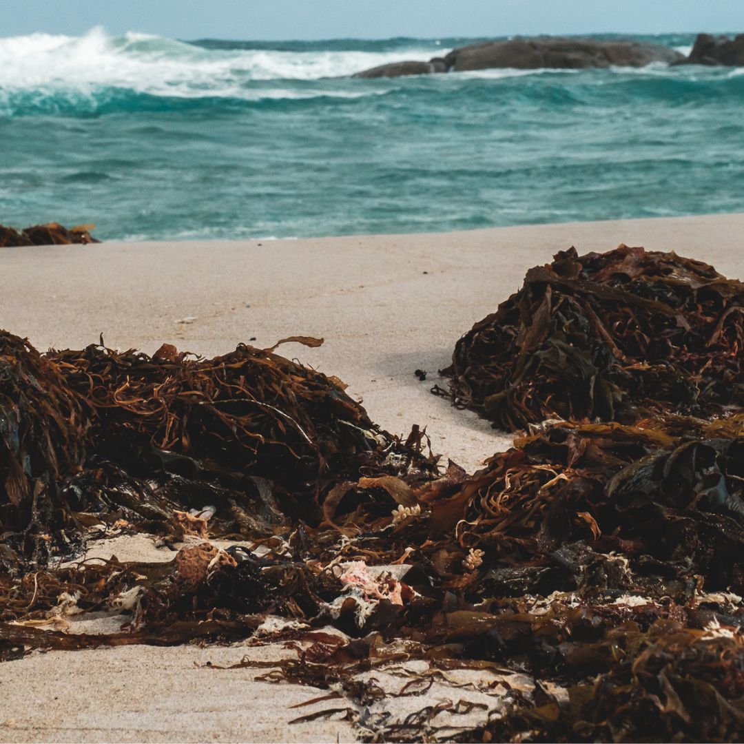 Bulk Dried Seaweeds