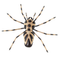 Large spider wall art