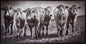 Cows six pack Canvas