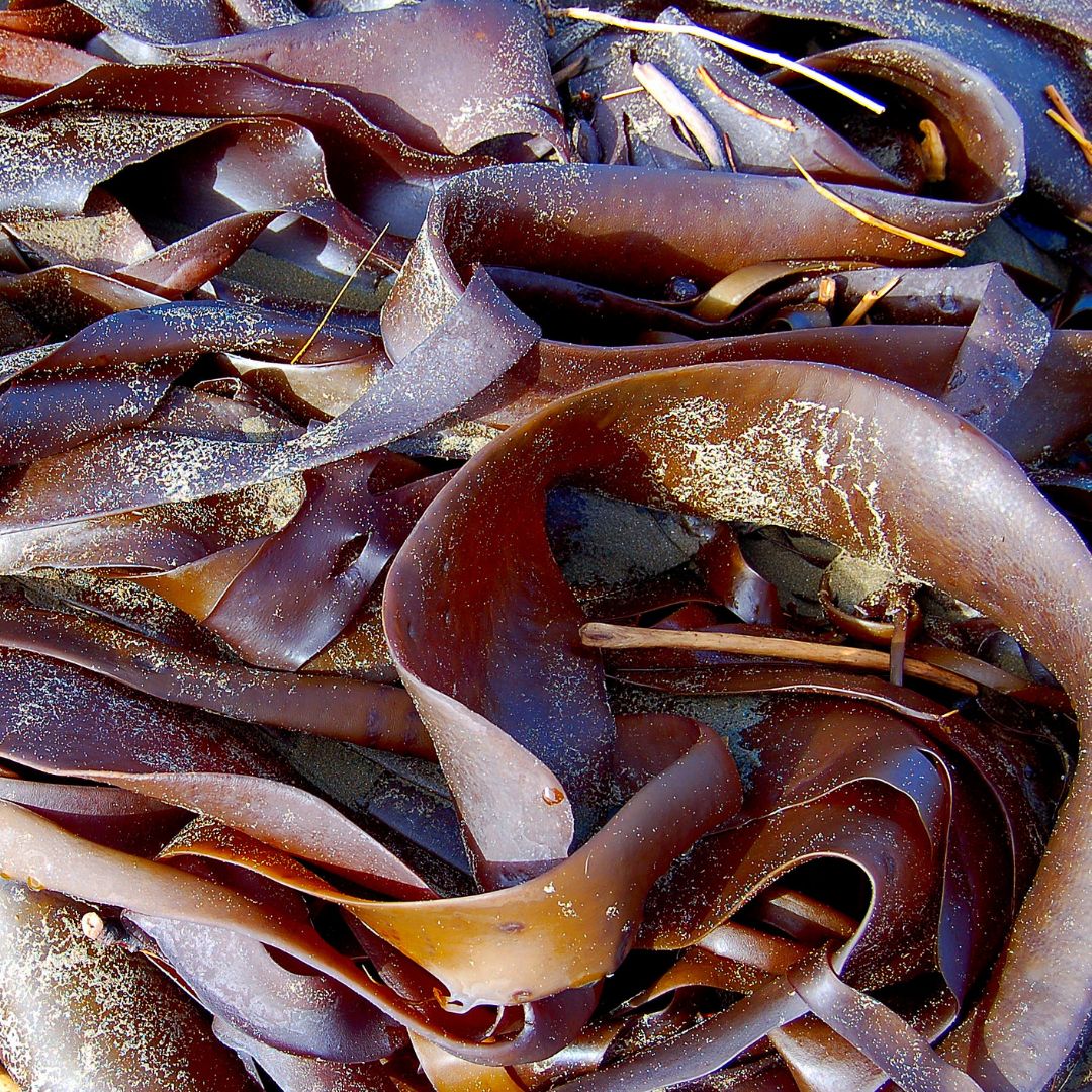 Dried Seaweeds bulk dried