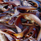 Dried Seaweeds bulk dried