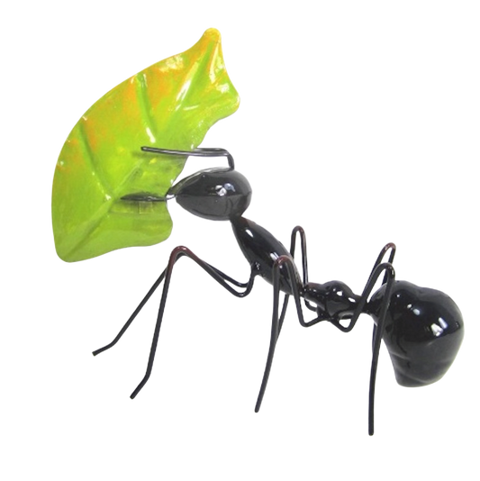 Ant eating leaf black