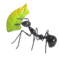 Ant eating leaf black