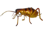 Weta