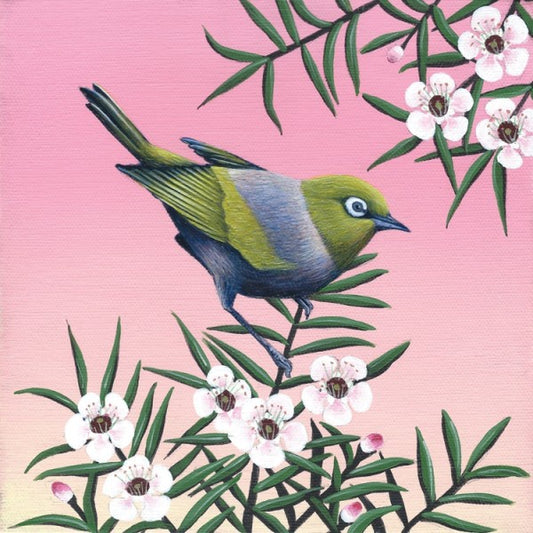 Waxeye on Manuka small box frame