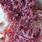 Dried Seaweeds bulk dried