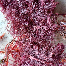 Load image into Gallery viewer, Dried Seaweeds bulk dried