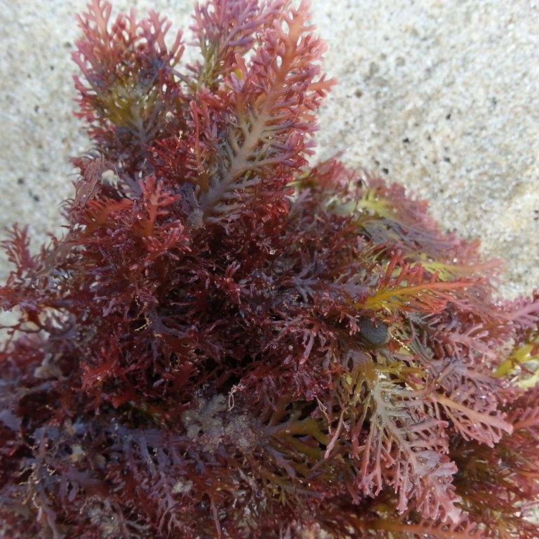 Pterocladia Lucida Dried Mixed Grade 100 Kilos
