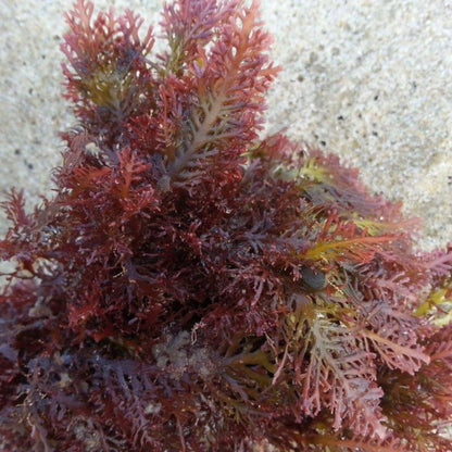 Pterocladia Lucida Dried Mixed Grade 100 Kilos