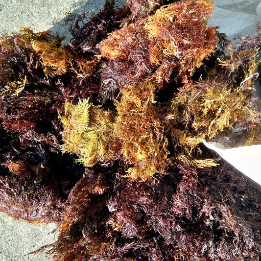 Pterocladia Lucida Dried Mixed Grade 100 Kilos