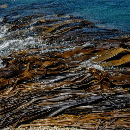 Bull Kelp Chipped 5 Kilos