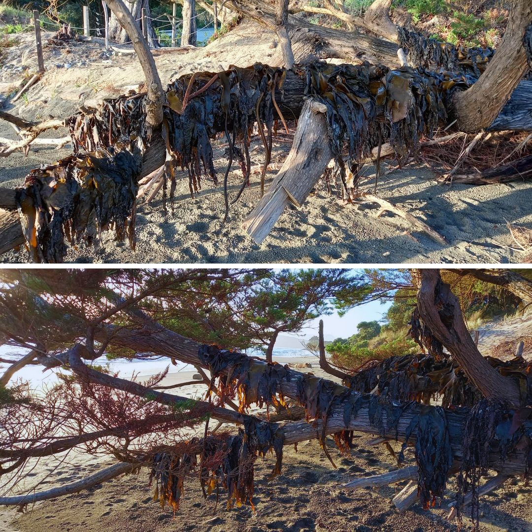 Dried Seaweeds bulk dried