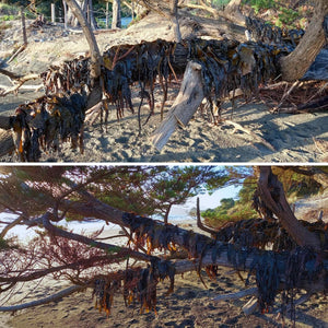 Dried Seaweeds bulk dried