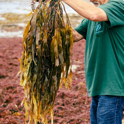 Lessonia Whole Dried 5 Kilos