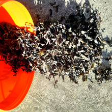 Load image into Gallery viewer, Dried Seaweeds bulk dried