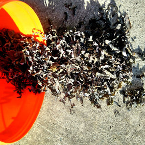 Dried Seaweeds bulk dried