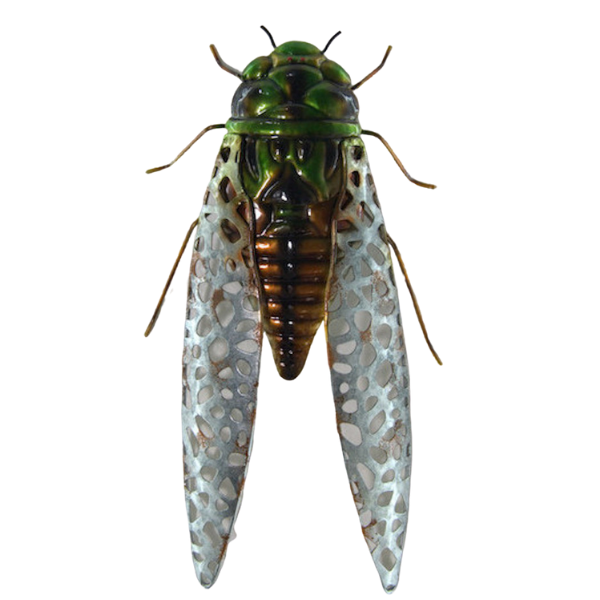 Cicada