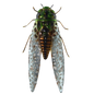 Cicada