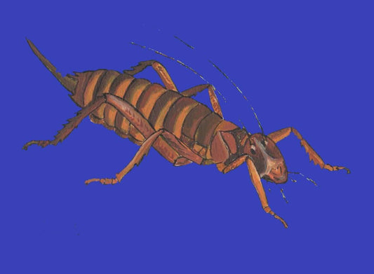 Weta