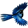 Fantail in flight wall hanging
