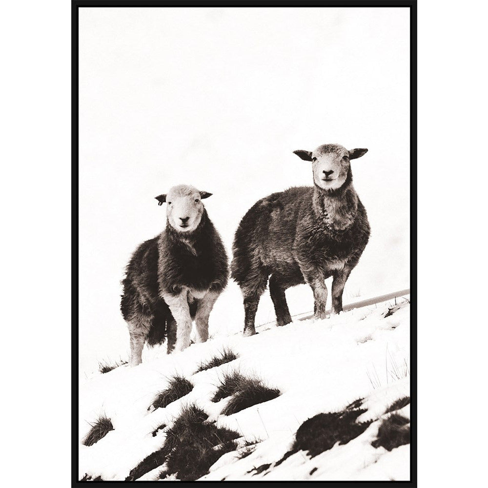 Sheep black and white canvas