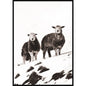 Sheep black and white canvas