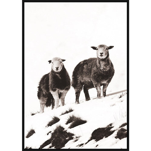 Sheep black and white canvas