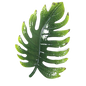 Green palm leaf wall