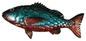 Colourful fish single